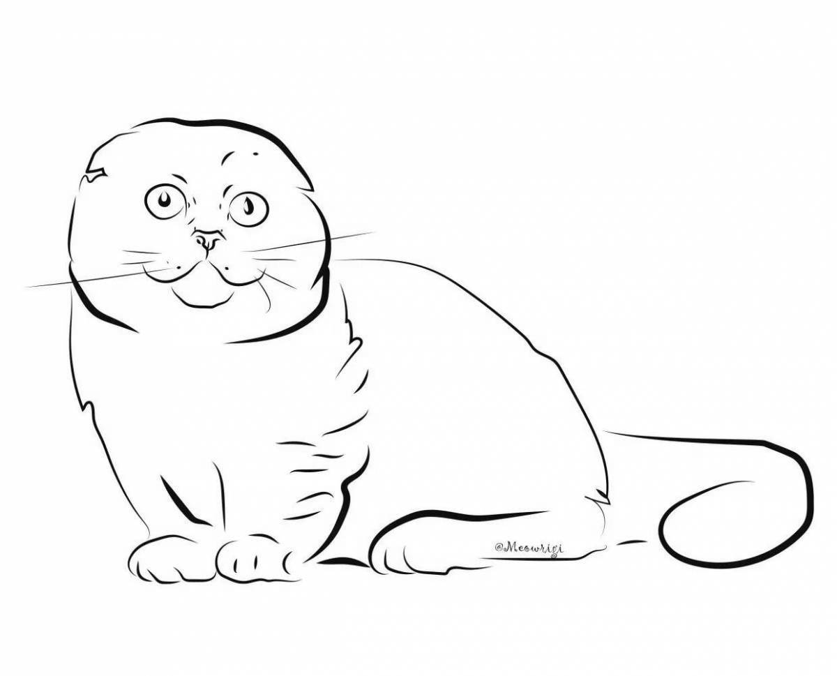 Curious Scottish cat coloring page