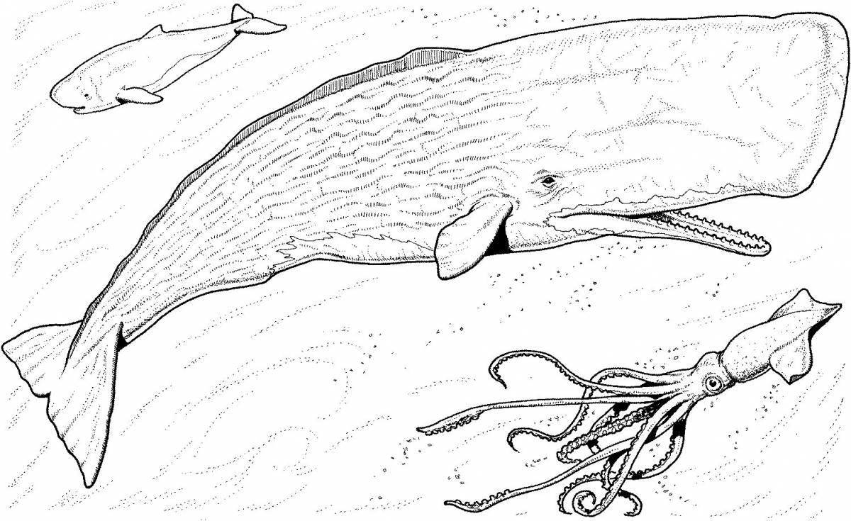 Королевская раскраска гигантский кальмар