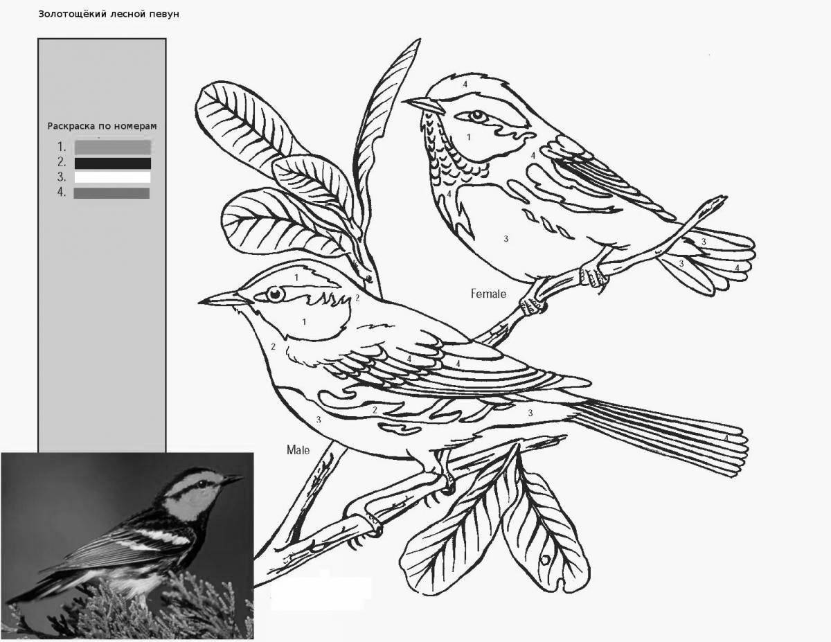 Номера птиц. Раскраска по номерам птицы. Раскраски по номерам птицы для детей. Раскраска по цифрам птичка. Раскраска по номерам Лесные птицы.