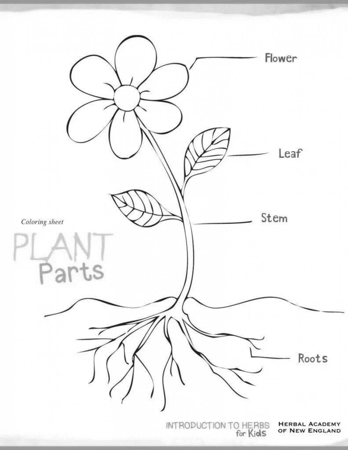 A flower is a plant. Части растения. Части растений для дошкольников. Строение растения. Части растений раскраска.