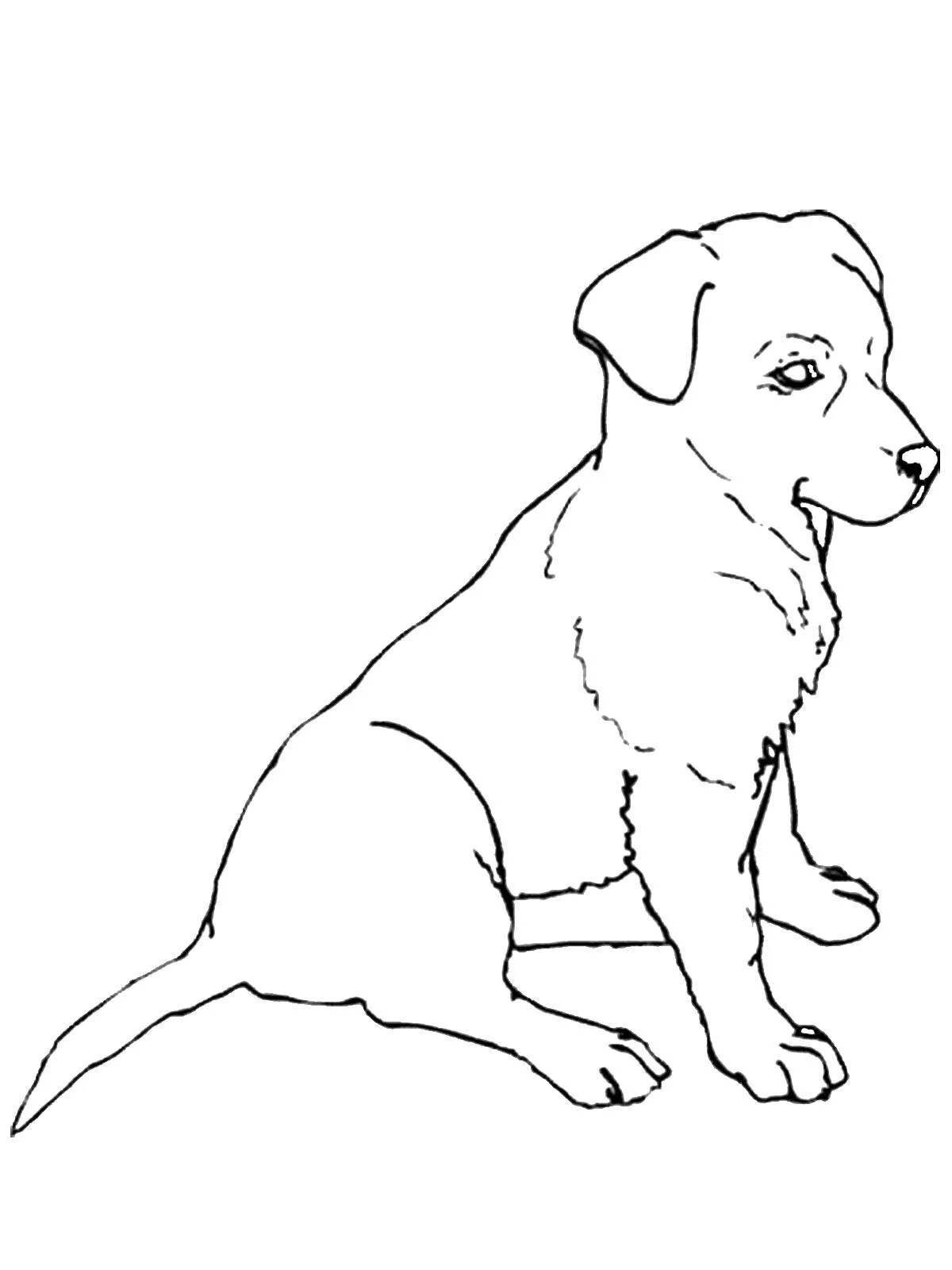 Раскраска пузырчатых черно-белых собак