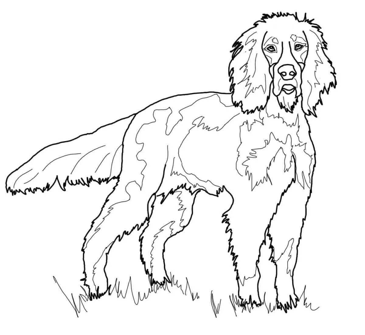 Раскраска общительные черно-белые собаки