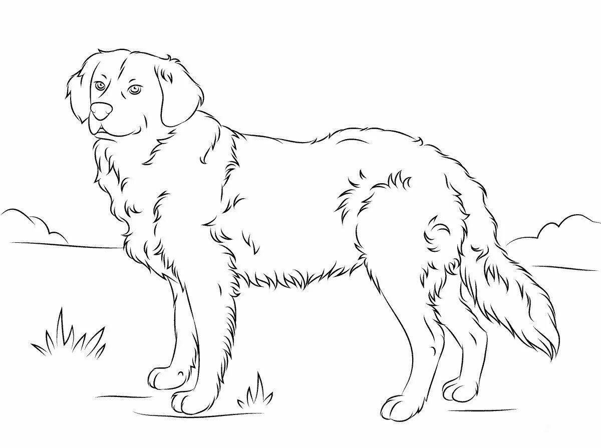 Coloring book inquisitive black and white dogs