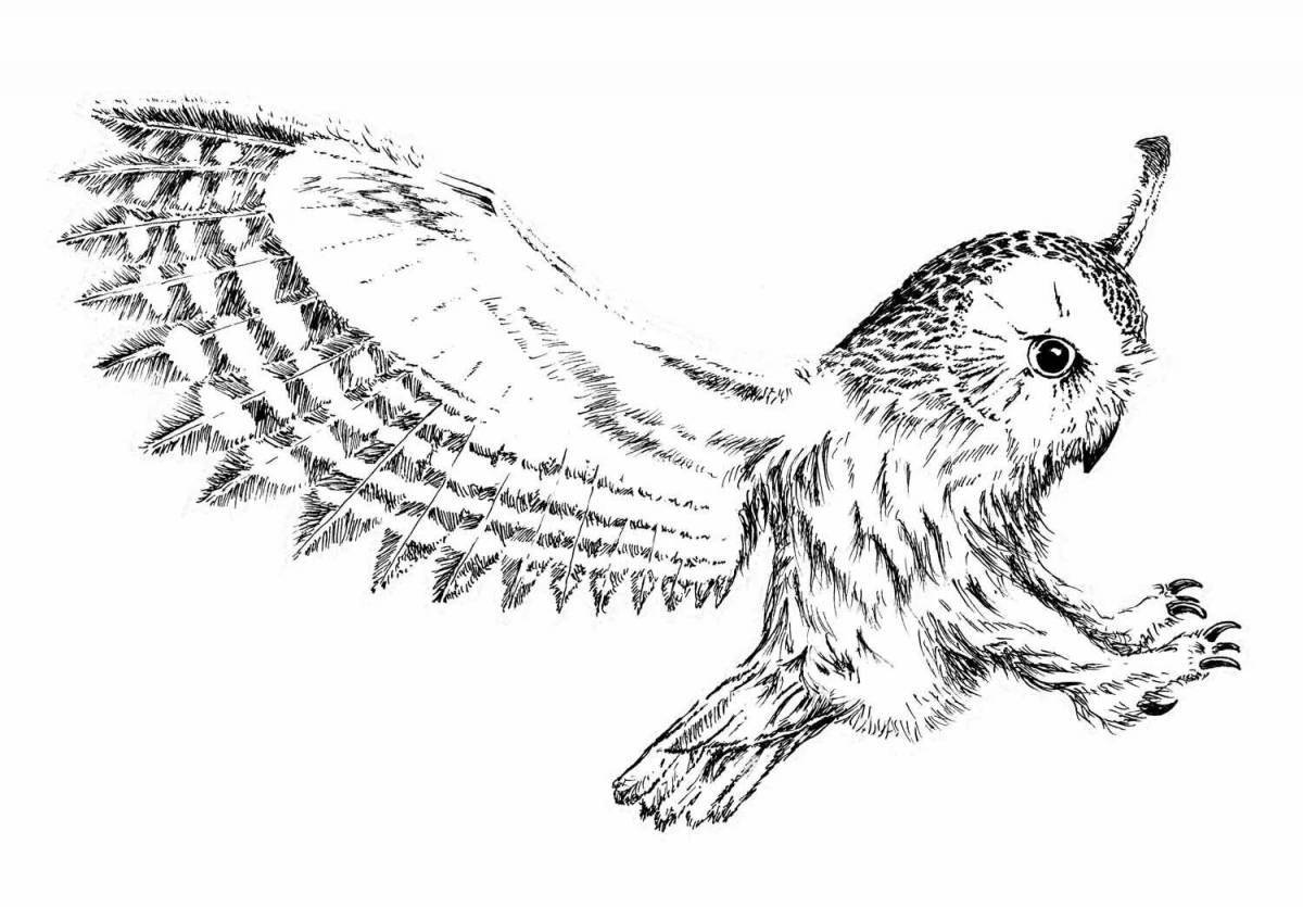 Great coloring of hedwig from harry potter