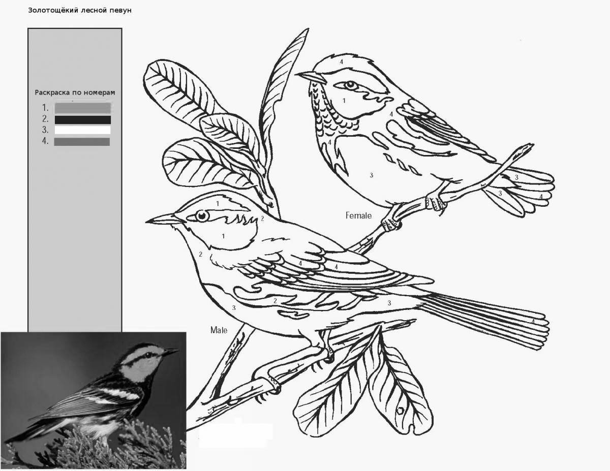 Violent coloring winter birds by numbers