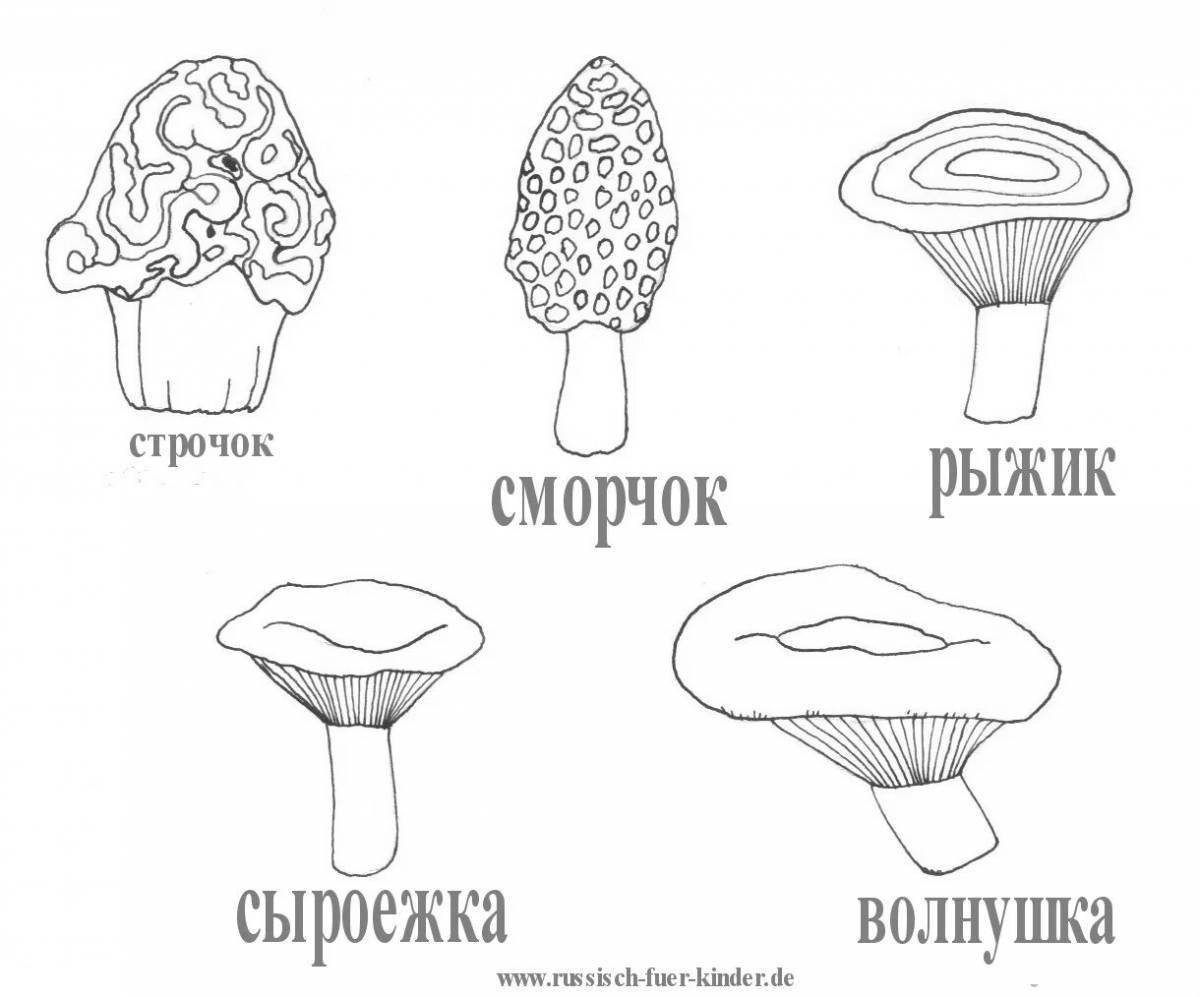Realistic edible mushroom coloring book