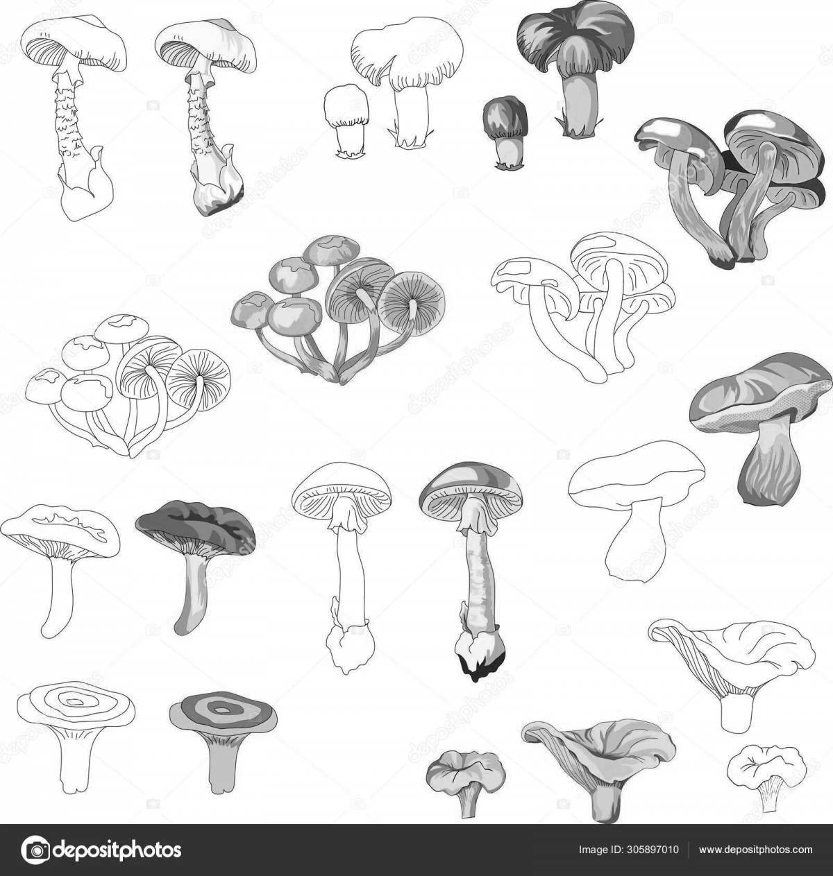 Attractive non-edible mushroom coloring pages