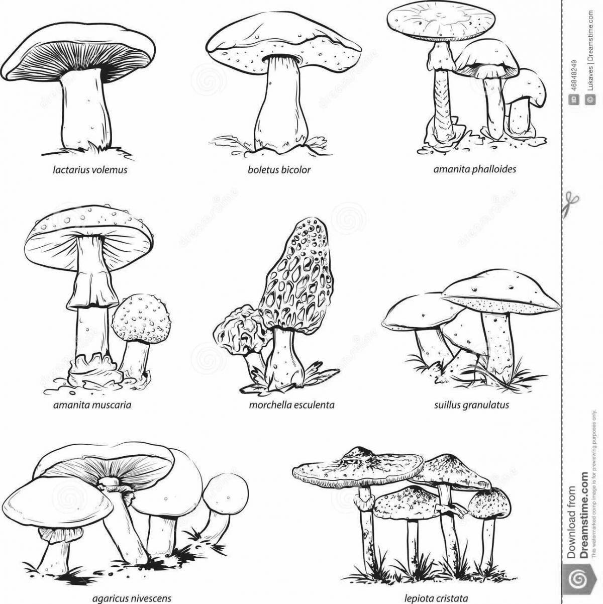 Photo Coloring book fascinating inedible mushrooms