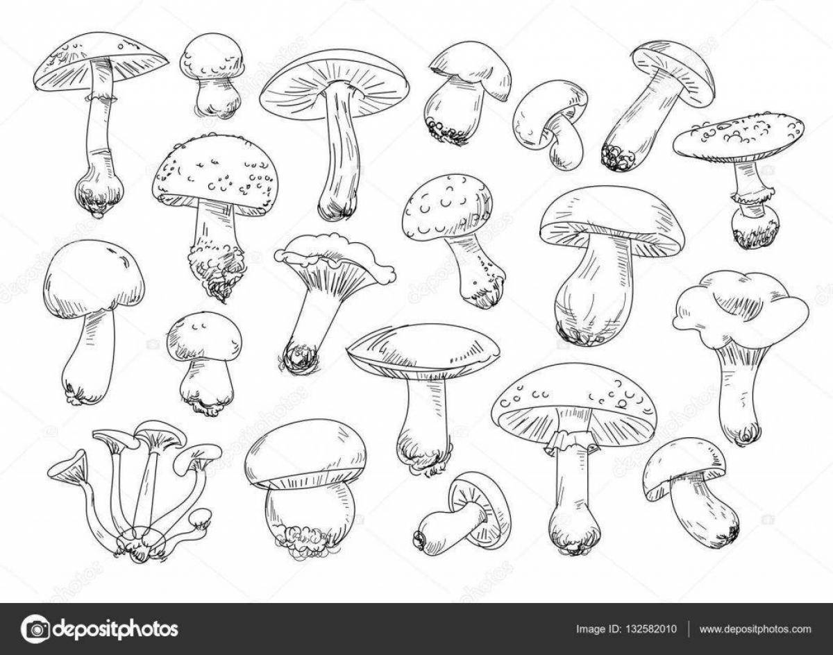 Photo Gourmet edible mushrooms coloring book