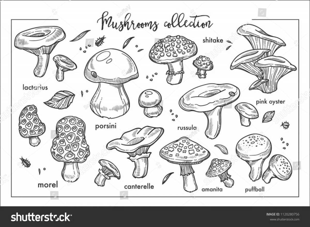 Delicious edible mushrooms coloring book