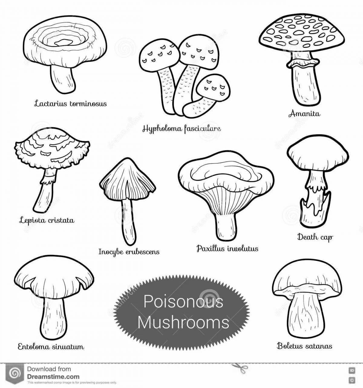 Photo Coloring colorful inedible mushrooms