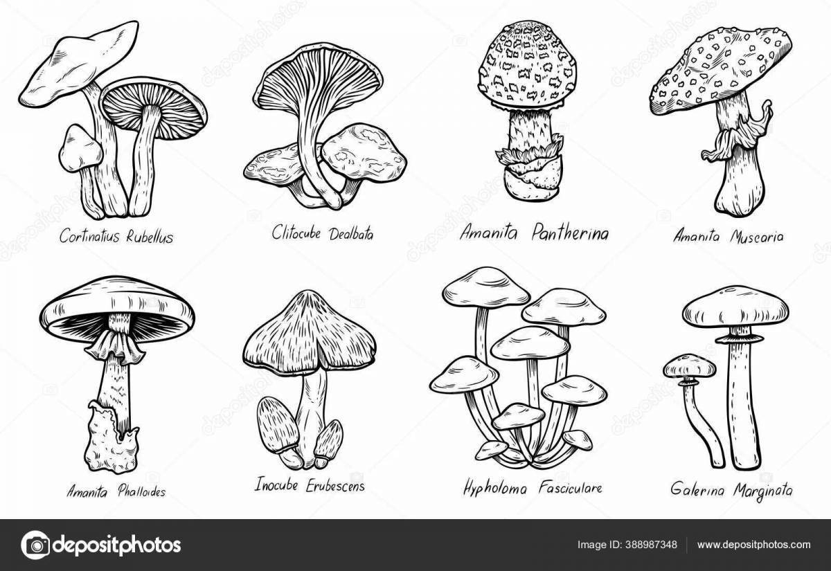 Подробная раскраска несъедобных грибов