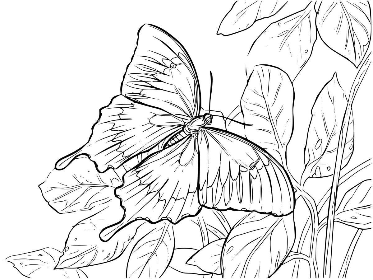 Буйная большая бабочка-раскраска