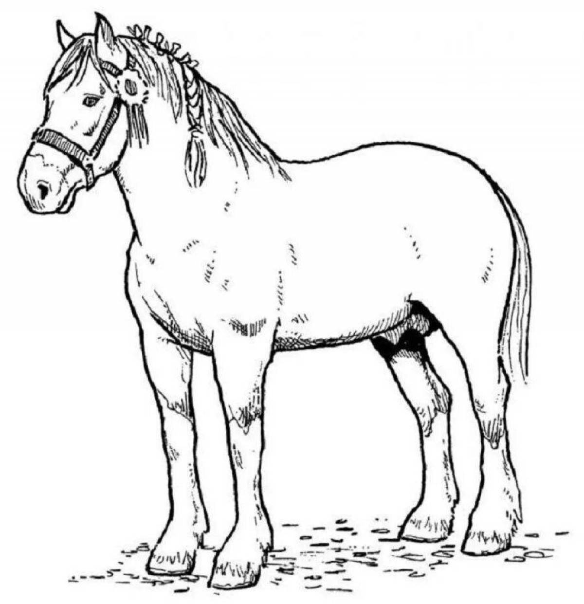 Elegant horse coloring pages