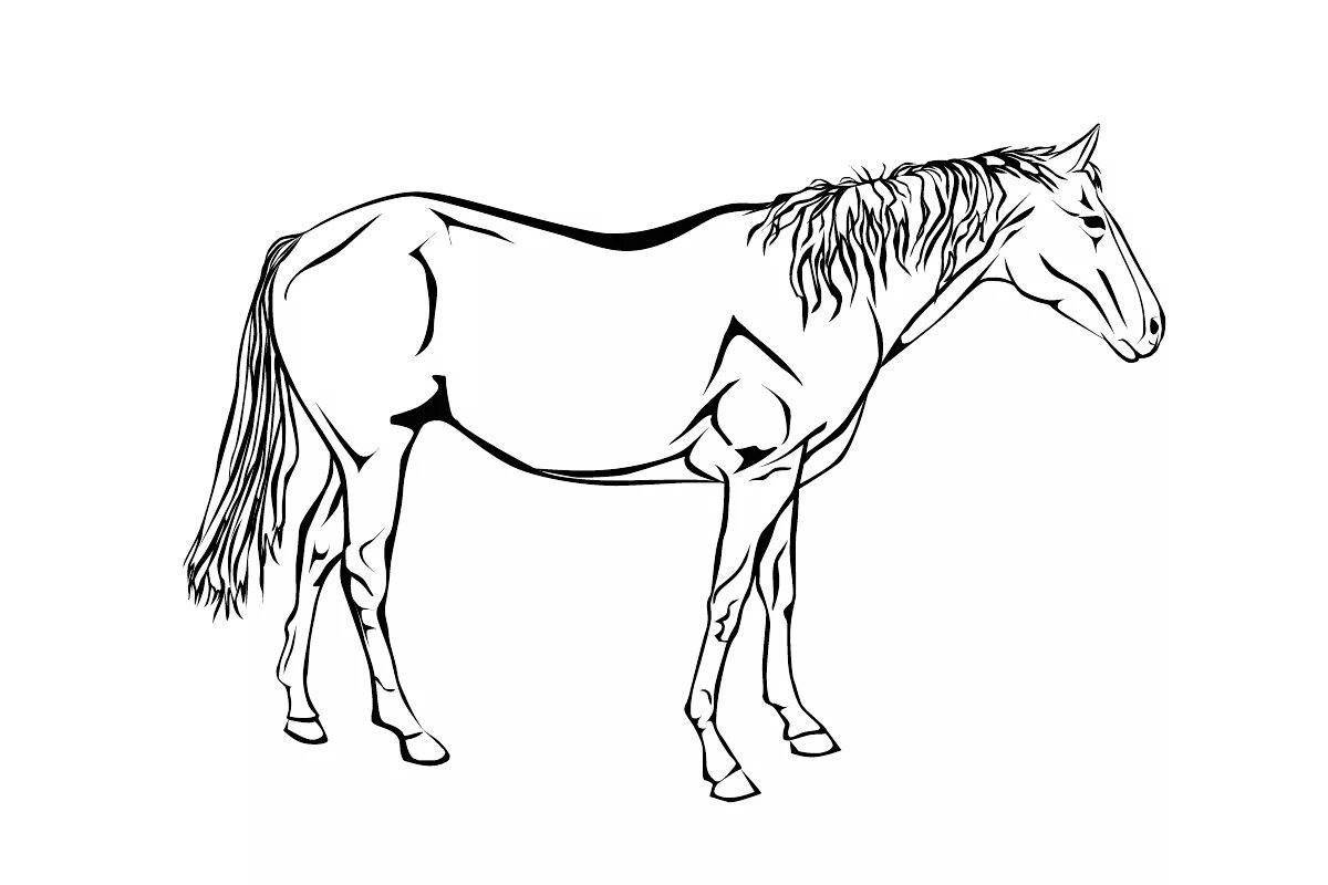 Exquisite horse coloring pages