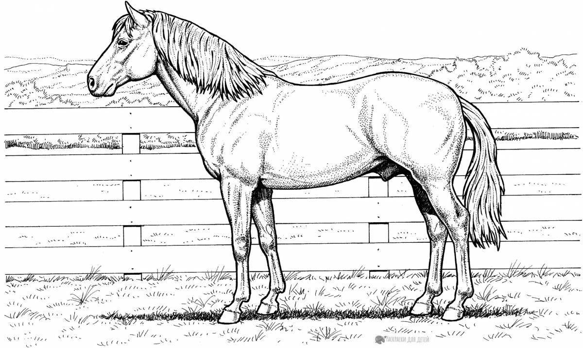 Harmonious horse coloring pages