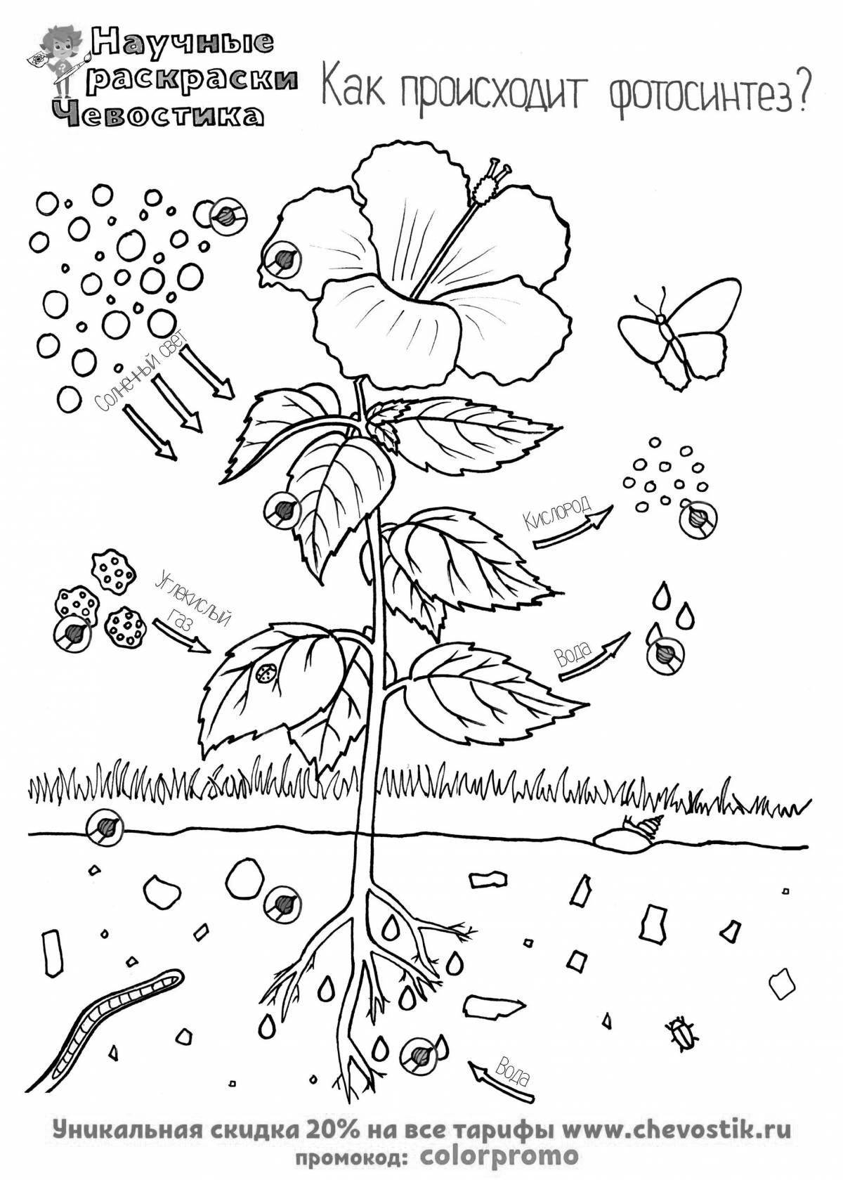 Радостная раскраска части растений 1 класс школа россии