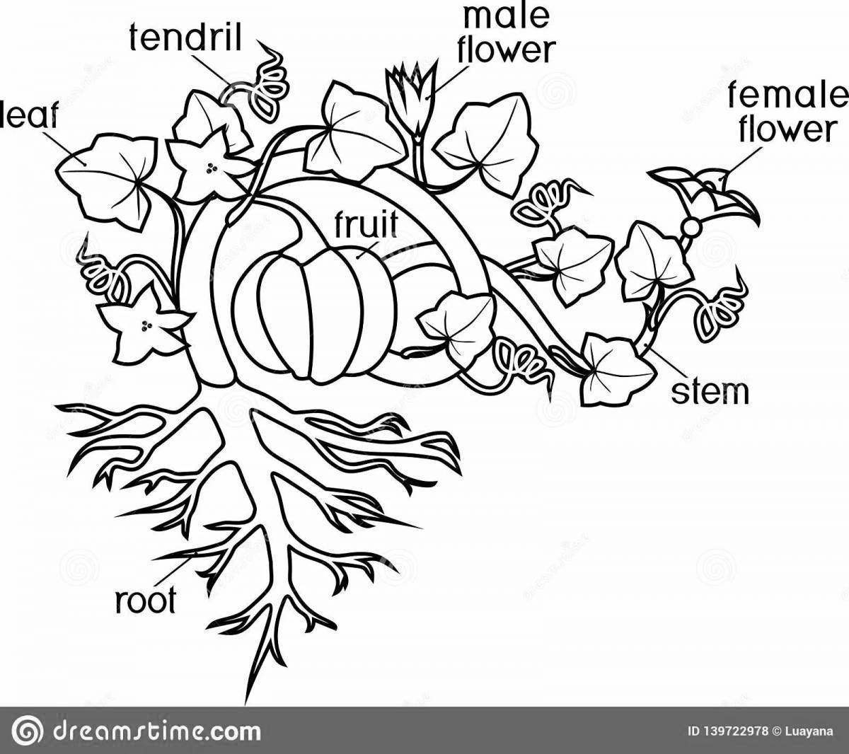 Lesson coloring parts of plants Grade 1 Russian school