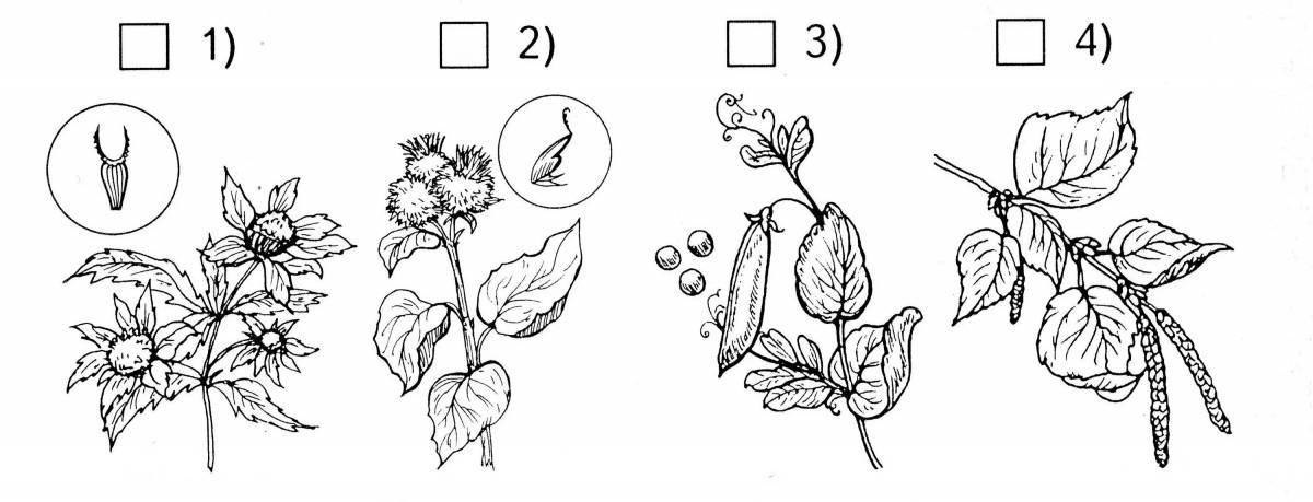 Large coloring parts of plants Grade 1 Russian school