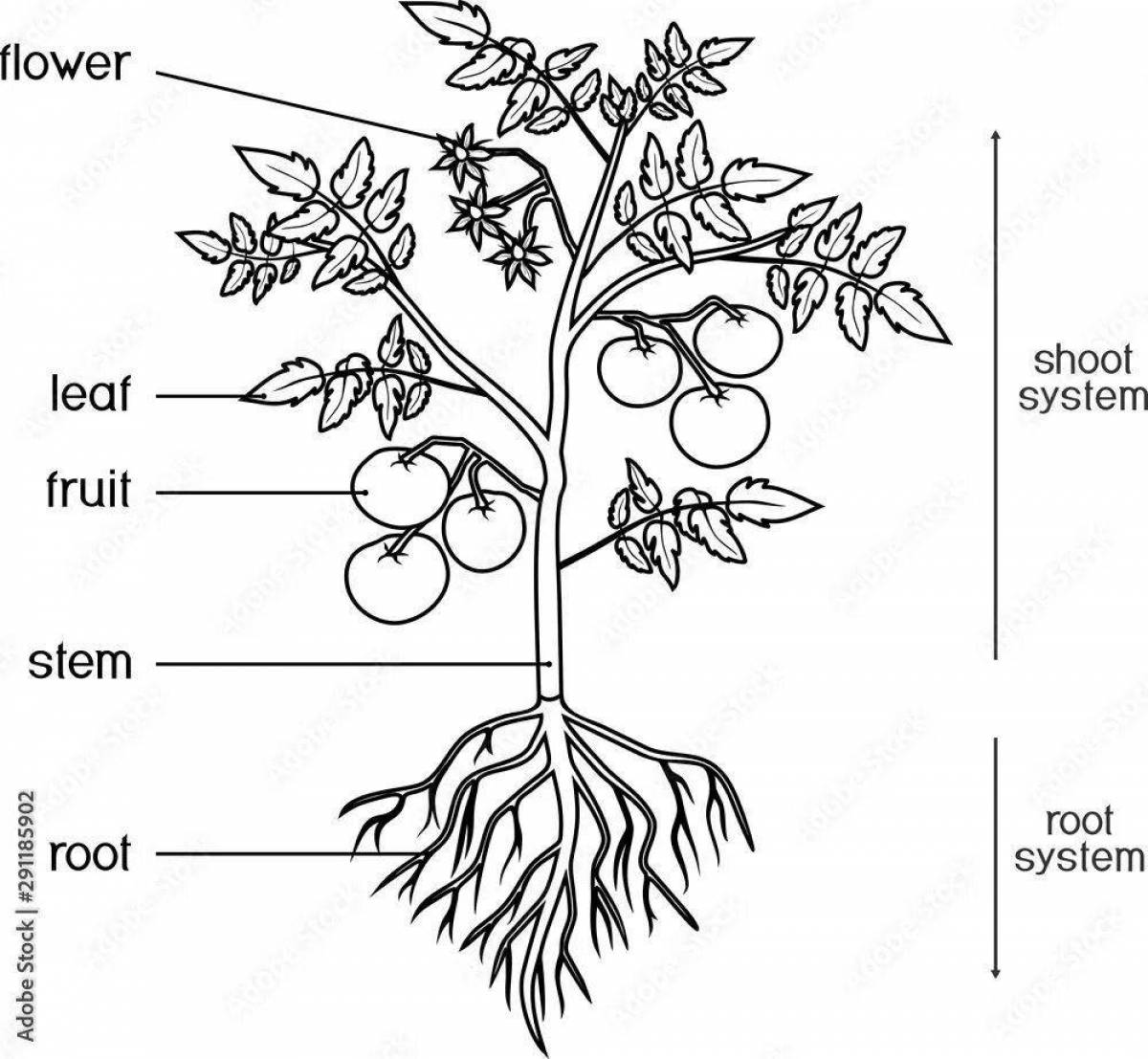 Charming coloring parts of plants grade 1 school of russia