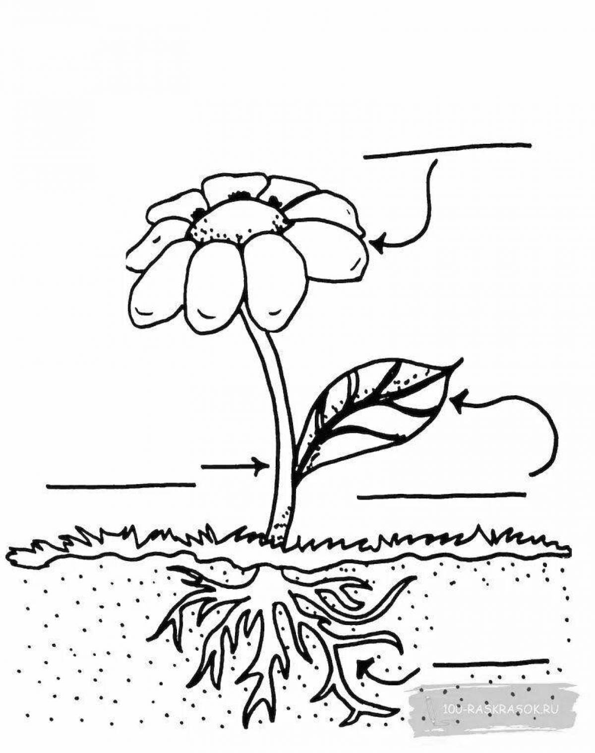 Comic coloring parts of plants Grade 1 Russian school