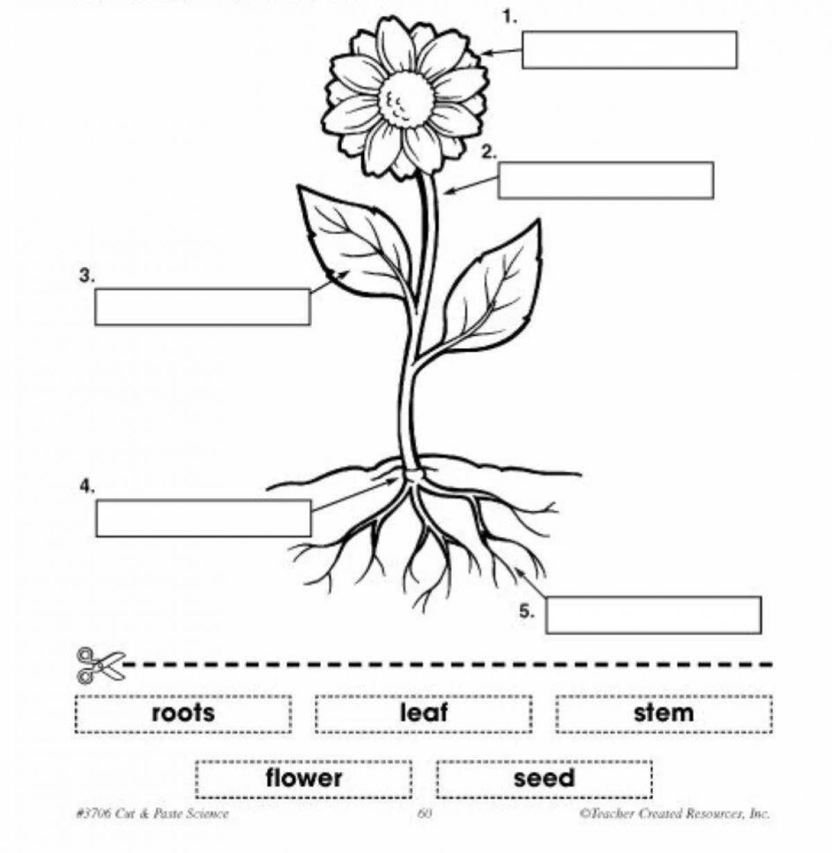 Humorous coloring parts of plants Grade 1 Russian school