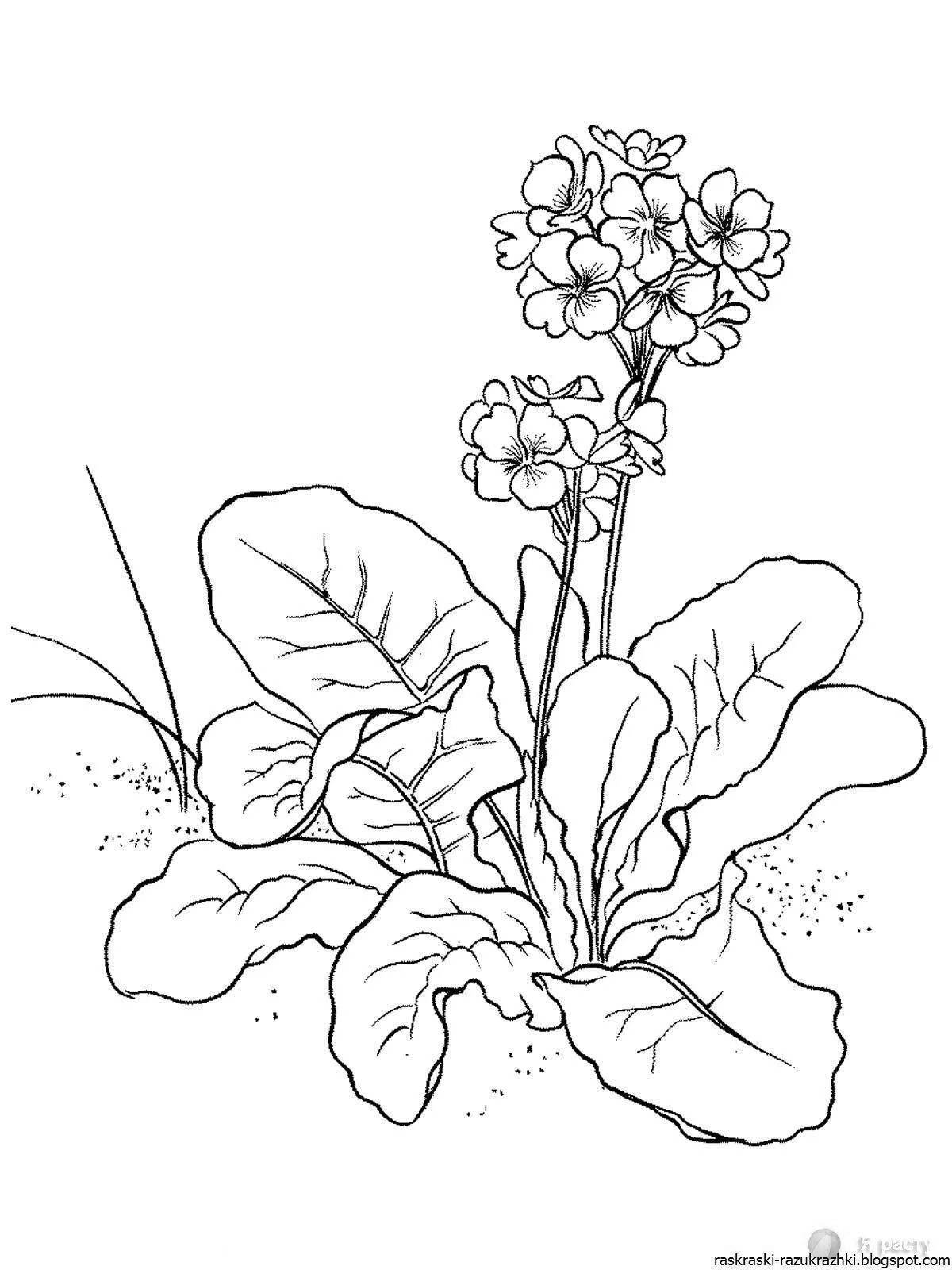 Медуница растение раскраска