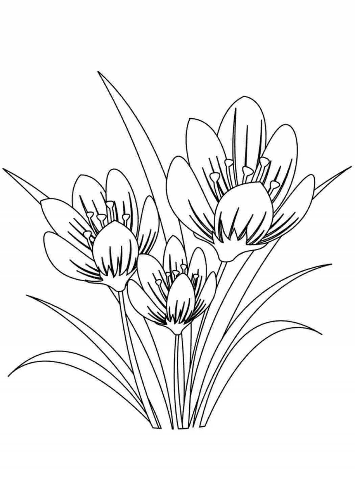 Крокус цветок раскраска