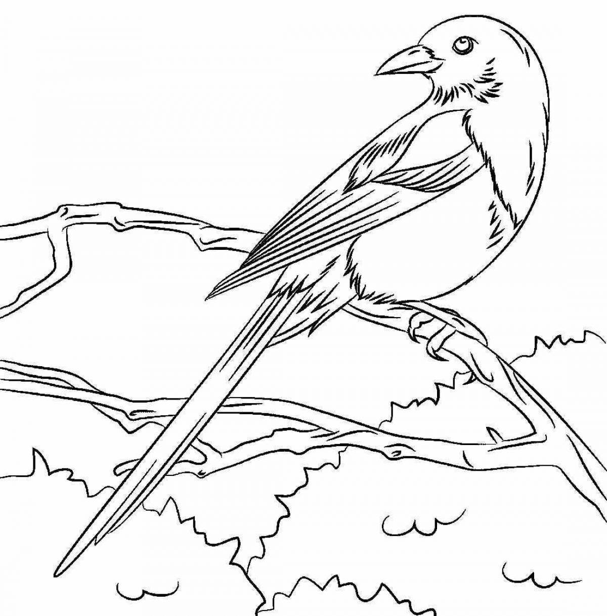 Раскраска зимующие птицы сорока