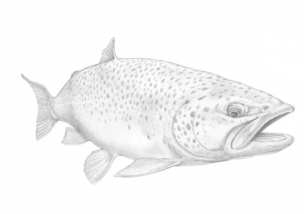 Great salmon coloring book