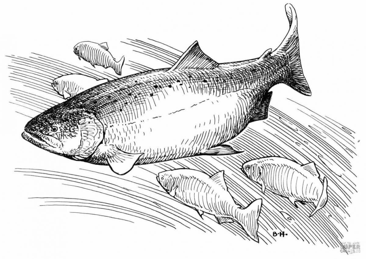 Intriguing salmon coloring book