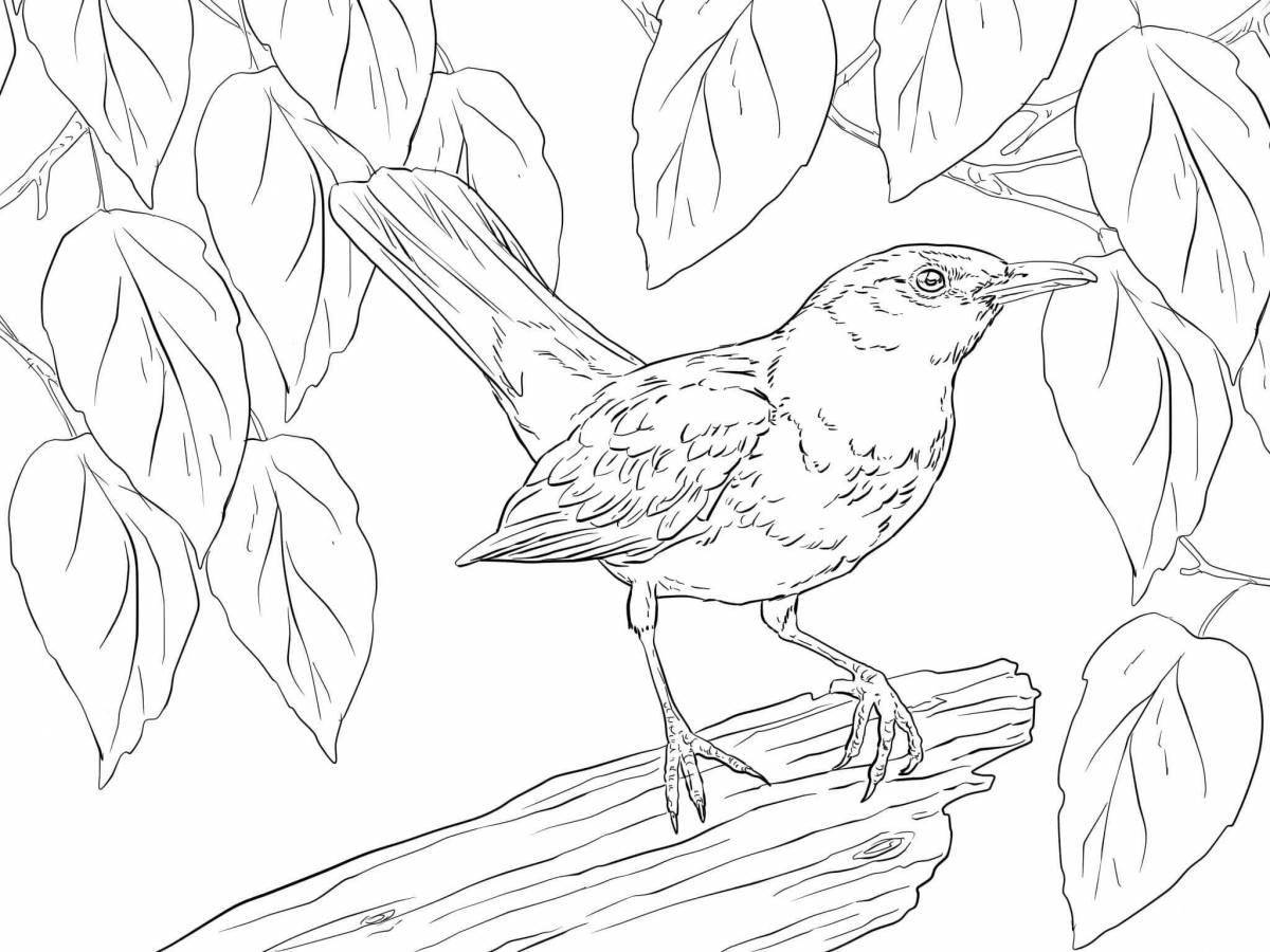 Coloring book the glorious nightingale