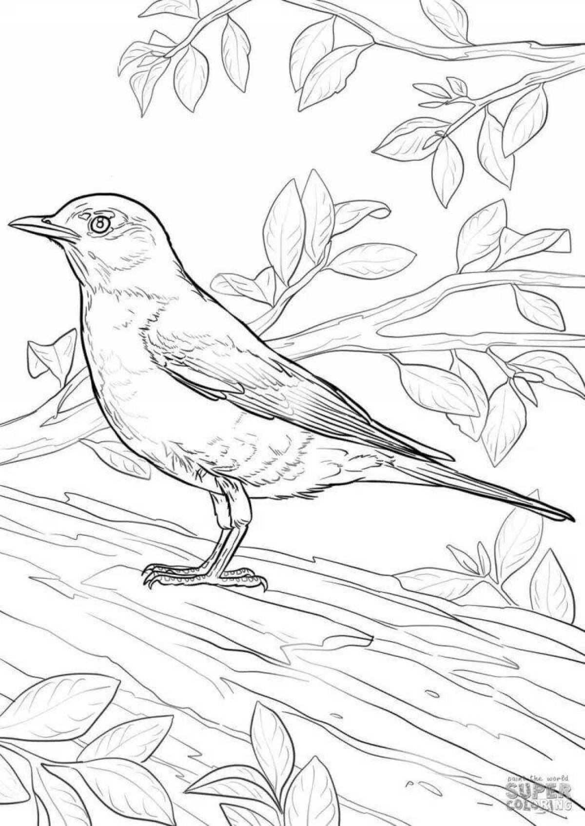 Coloring cute nightingale