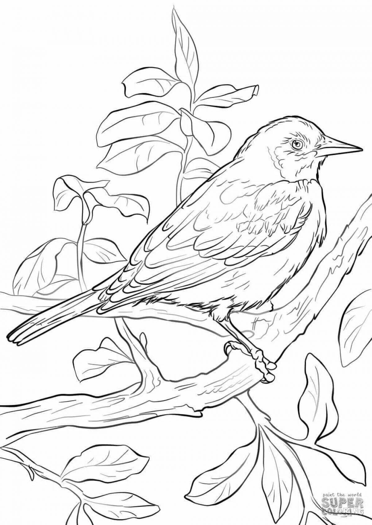 Coloring book graceful nightingale
