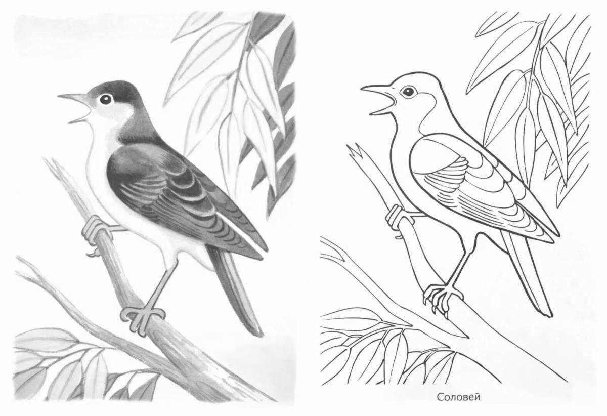 Colorful nightingale coloring book