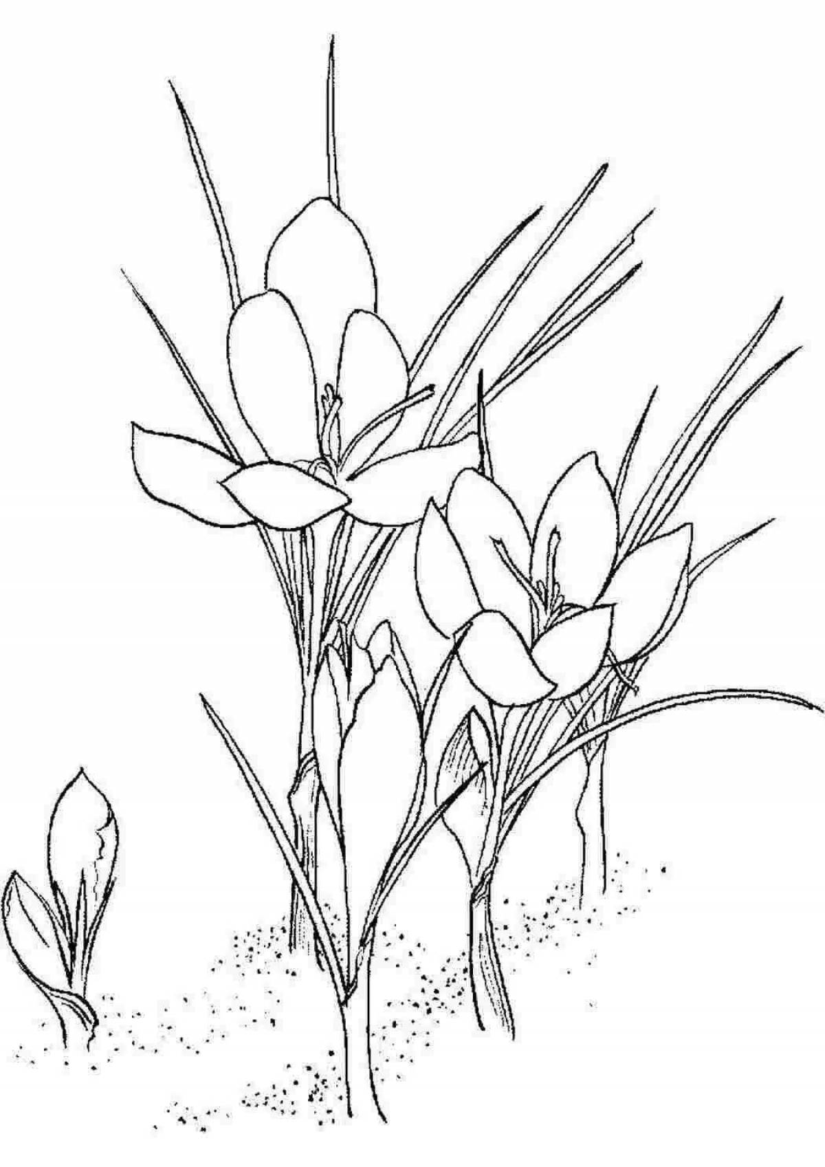 Photo Coloring book joyful Crimean primroses