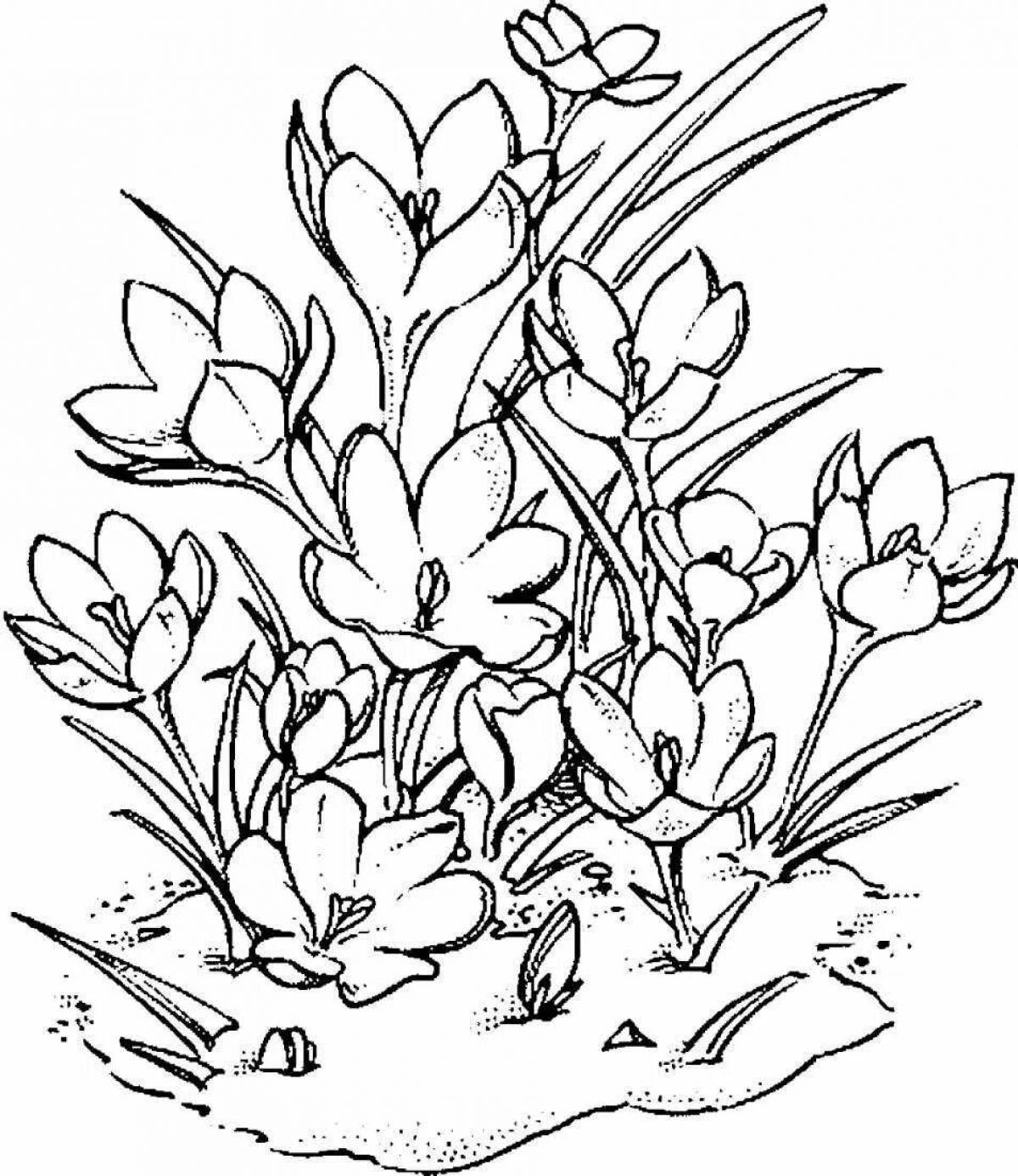 Photo Coloring exquisite Crimean primroses