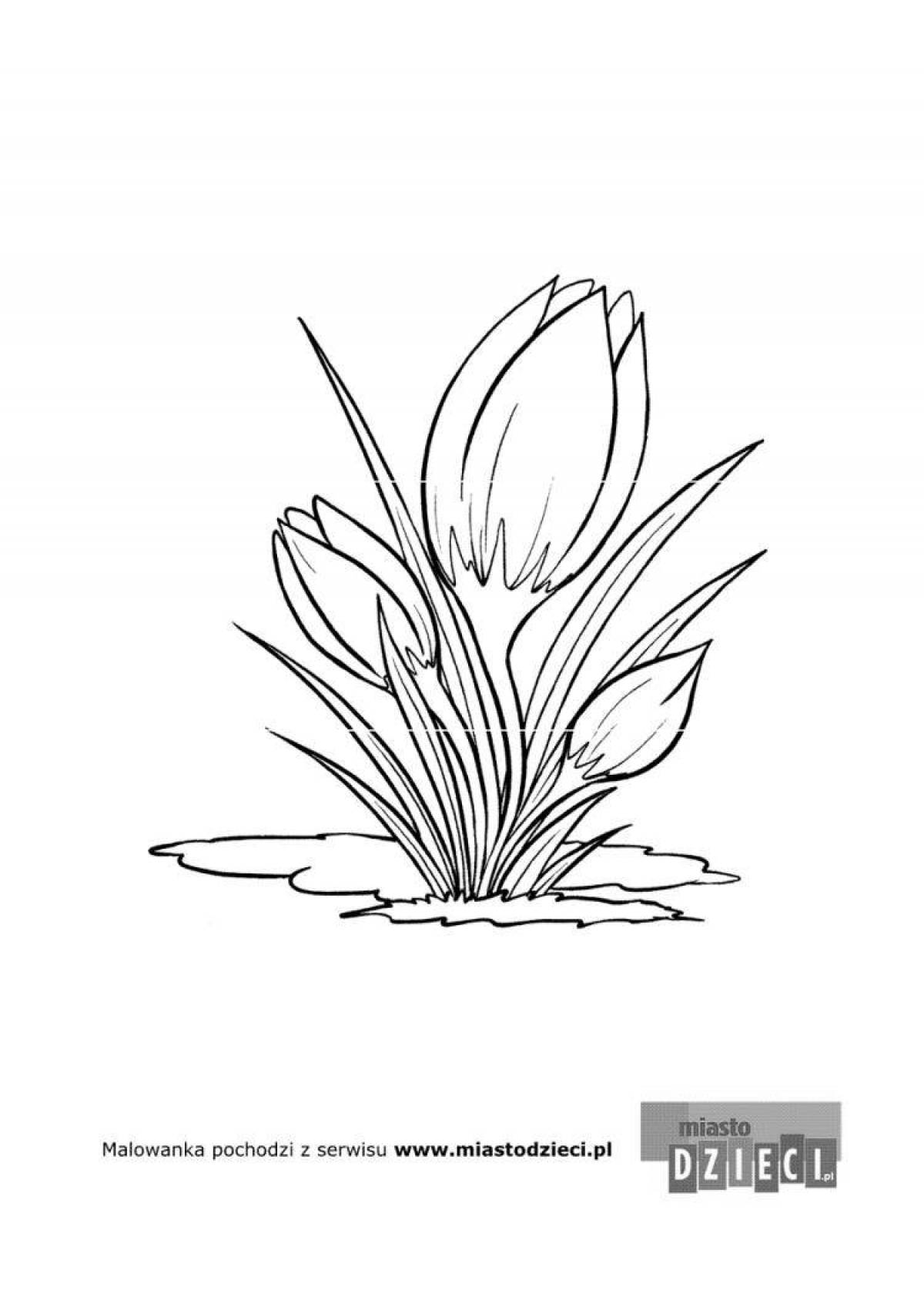 Photo Coloring luxury Crimean primroses