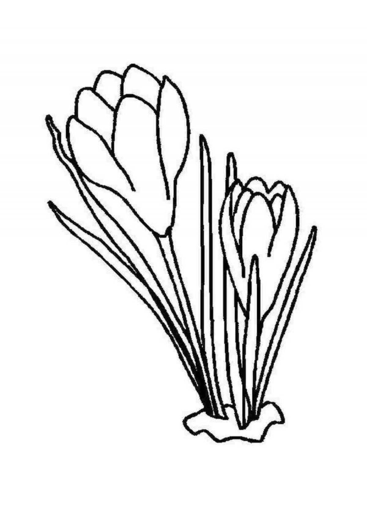 Photo Coloring book dazzling Crimean primroses