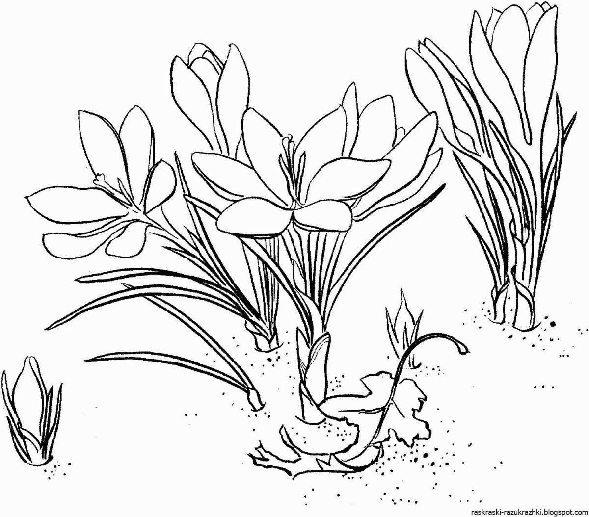 Coloring animated Crimean primroses