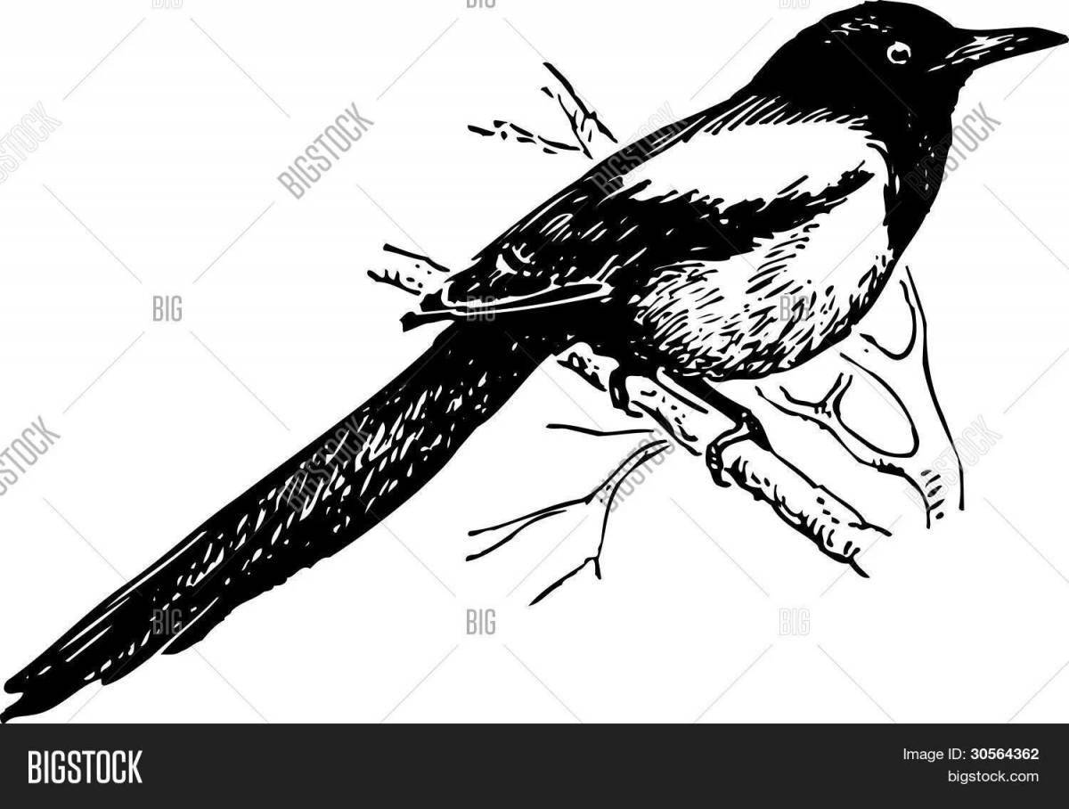 Sparkly magpie coloring page