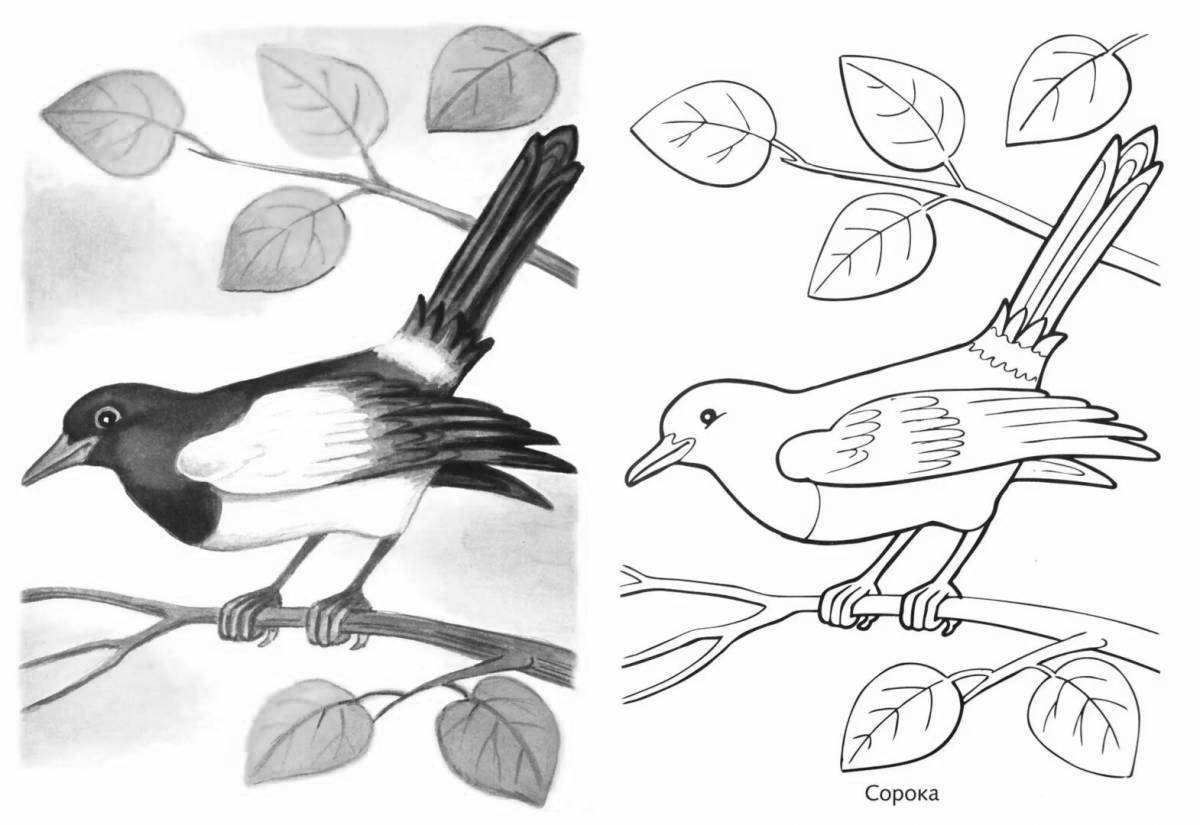 Magpie live coloring page
