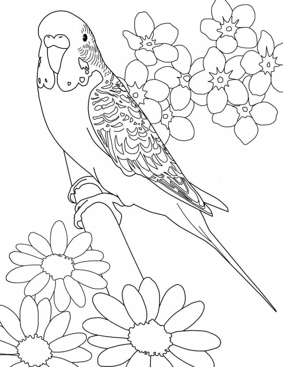 попугайчик раскраска. птичка раскраска. попугайчик раскраска. раскраска для девочек попугай. попугай какаду.