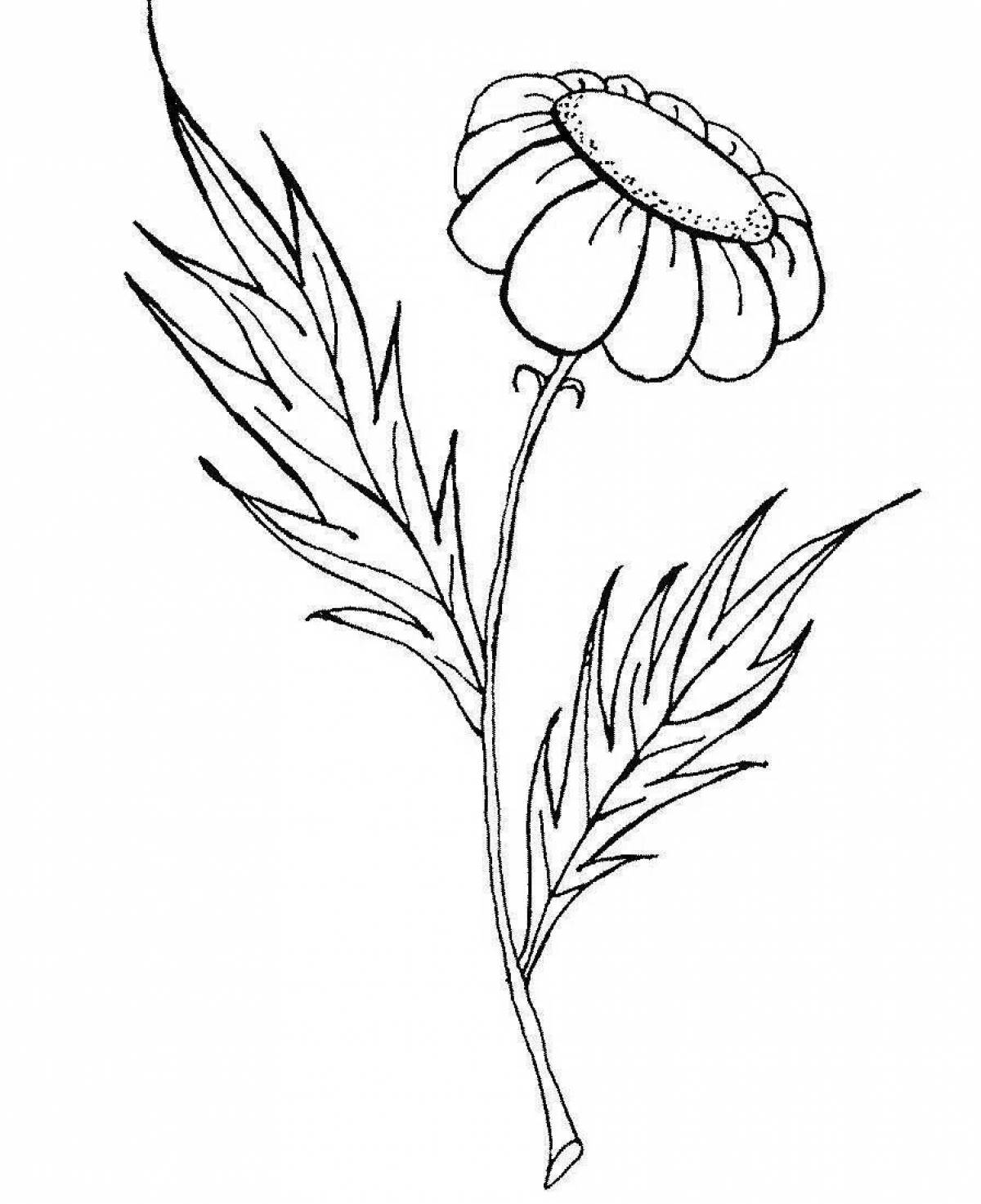Delightful drawing of chamomile coloring book