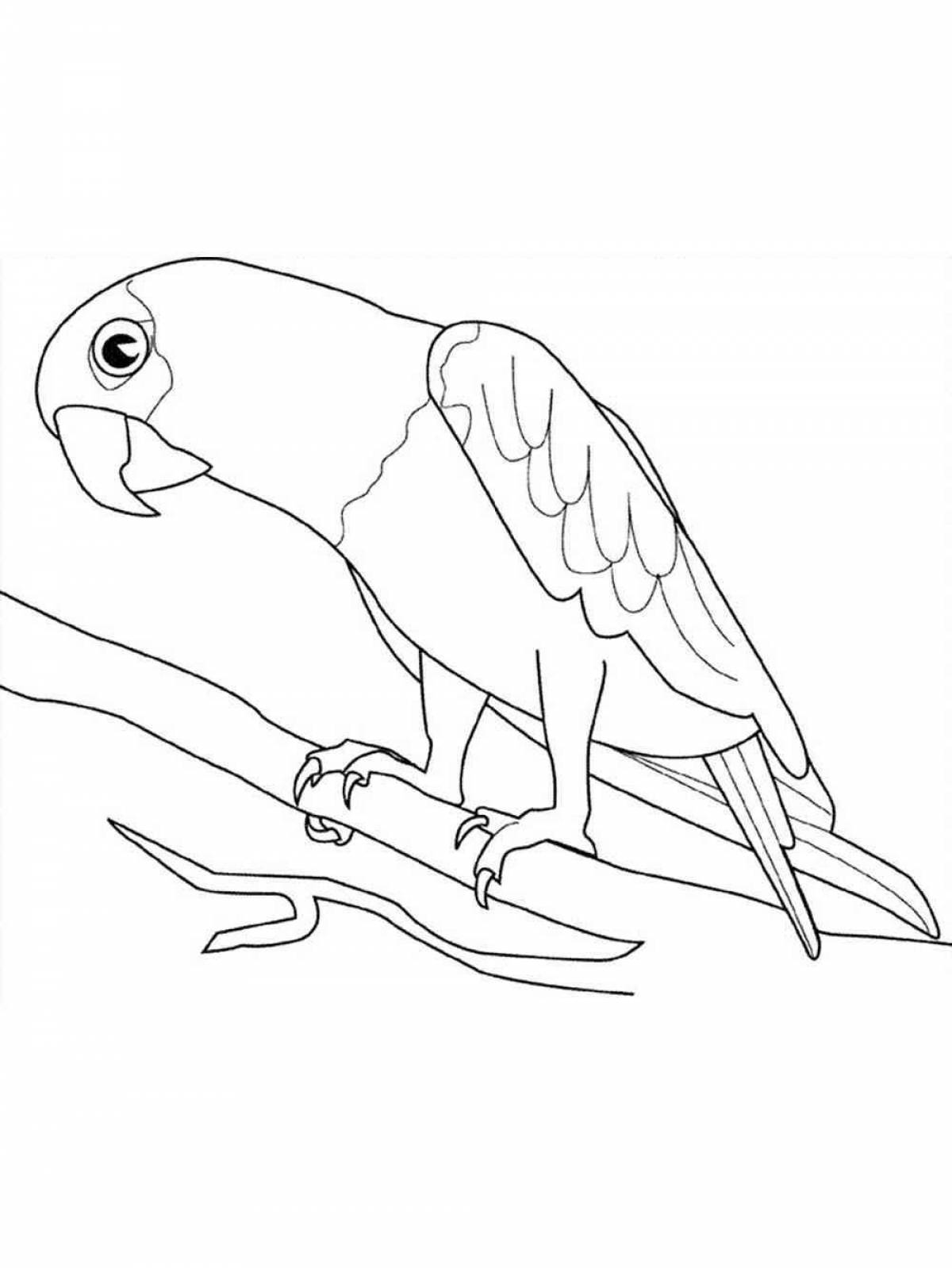 Фото Живой волнистый попугайчик раскраска