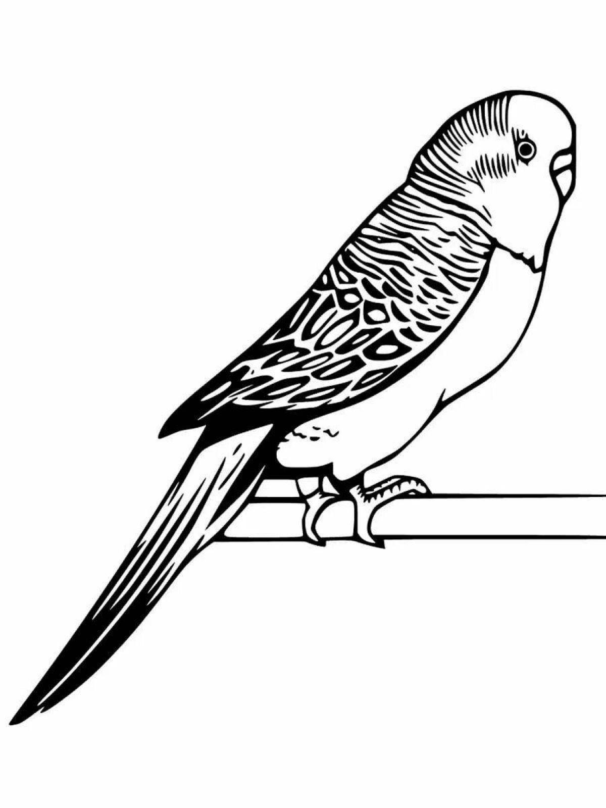 Фото Раскраска озорной волнистый попугайчик