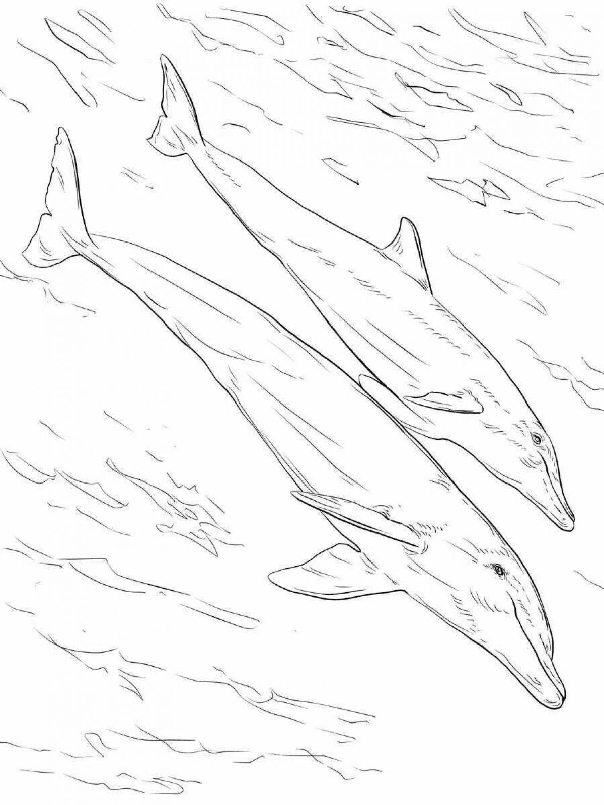 Coloring book magnificent Black Sea bottlenose dolphin
