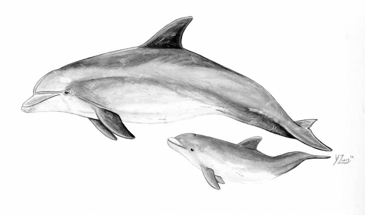 Coloring book wild Black Sea bottlenose dolphin