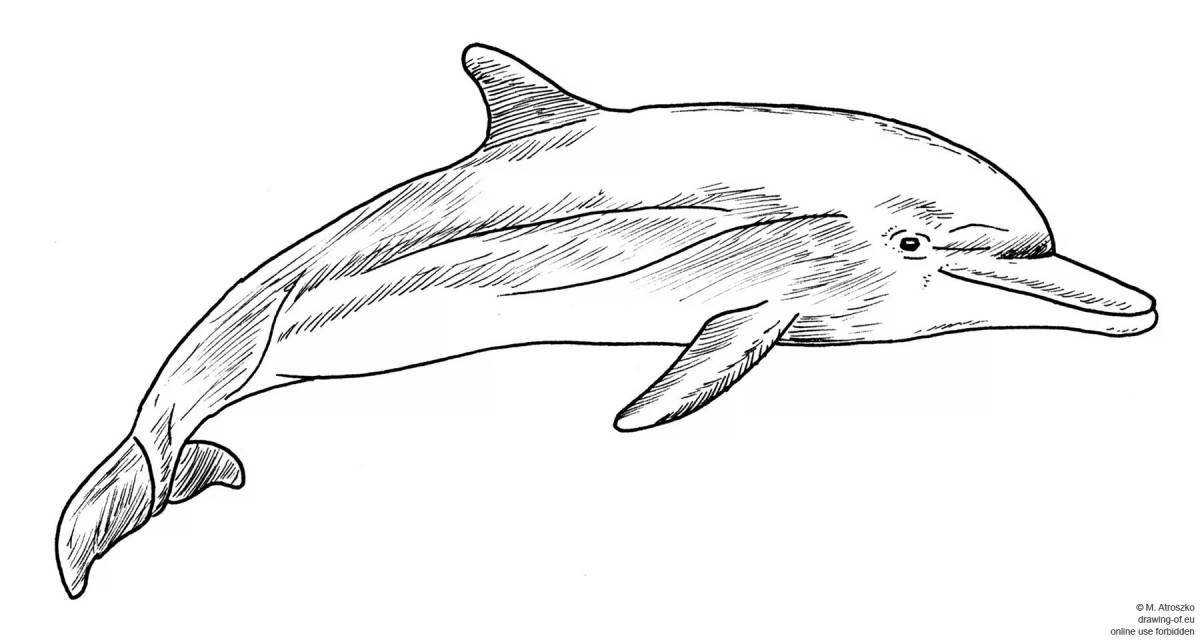 Cheerful Black Sea bottlenose dolphin coloring page