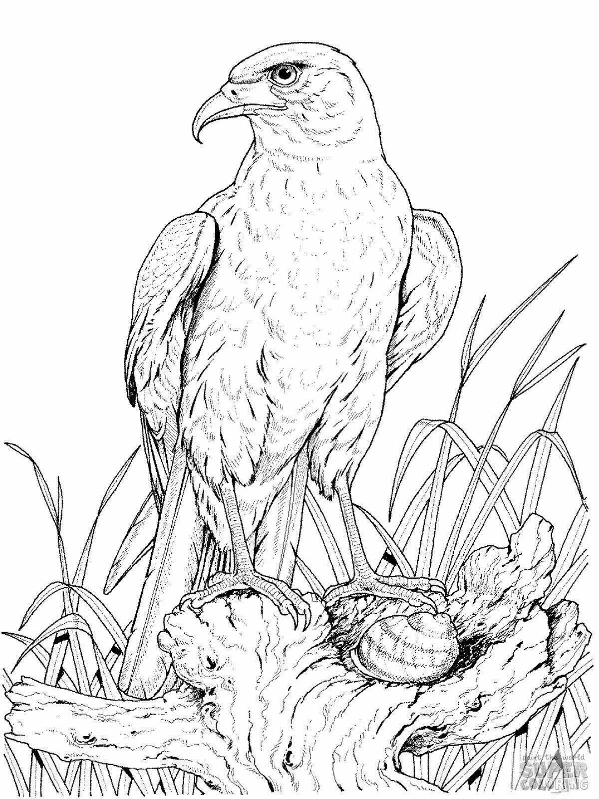 Coloring big steppe eagle